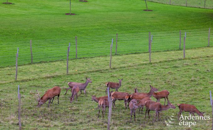 Wohnung Paliseul 4/6 Pers. Ardennen Wellness