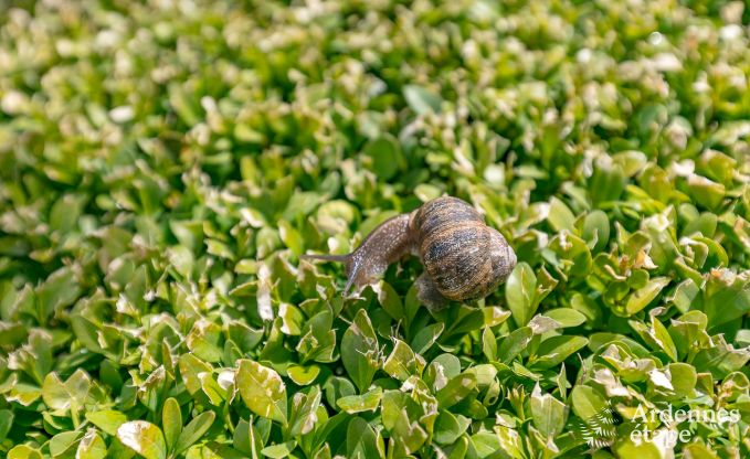 Ferienhaus Philippeville 8 Pers. Ardennen