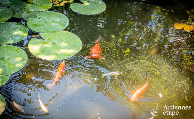 Ferienhaus Philippeville 6 Pers. Ardennen Schwimmbad