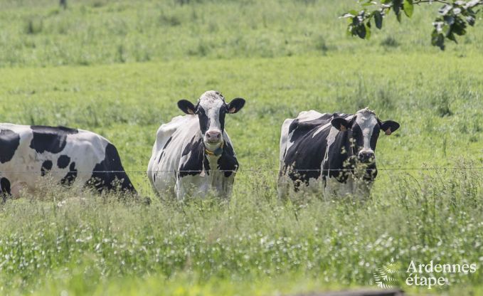 Ferienhaus Plombi�res 18/20 Pers. Ardennen