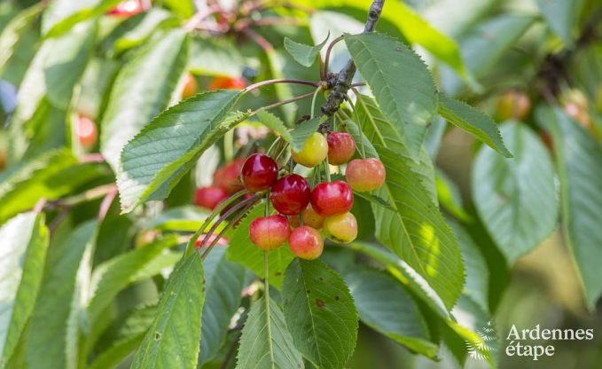 Ferienhaus Plombires 38/42 Pers. Ardennen Behinderten gerecht