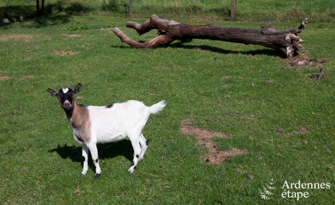 Urlaub auf dem Bauernhof Plombi�res 6 Pers. Ardennen