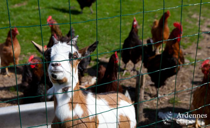 Ferienhaus Plombi�res 10 Pers. Ardennen