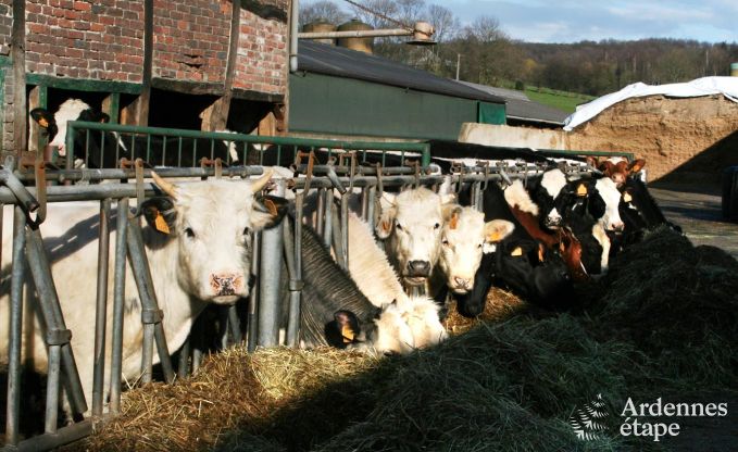 Ferienhaus Plombi�res 4 Pers. Ardennen