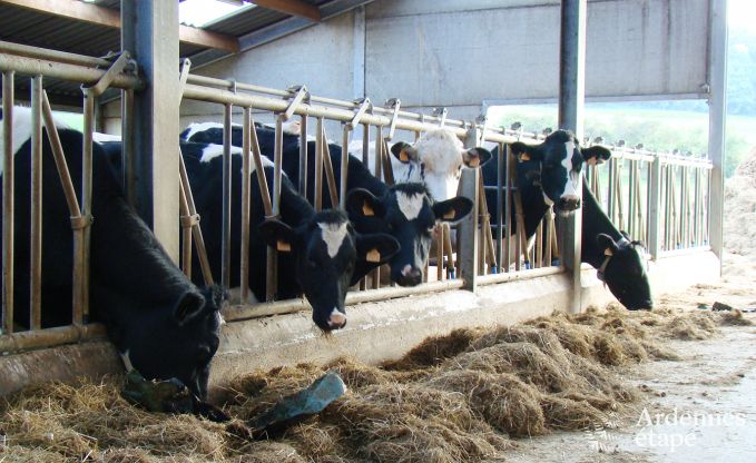 Ferienhaus Plombires 38/42 Pers. Ardennen Behinderten gerecht