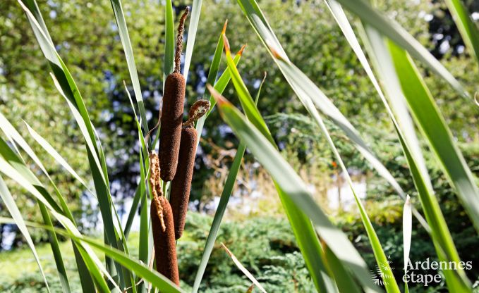 Urlaub auf dem Bauernhof Plombi�res 7 Pers. Ardennen