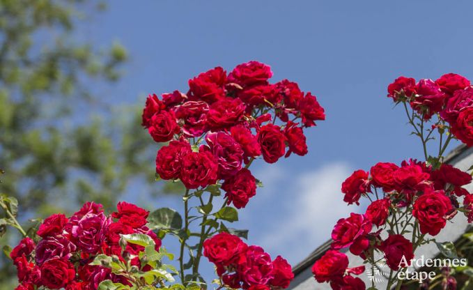 Ferienhaus Porcheresse (Daverdisse) 2 Pers. Ardennen