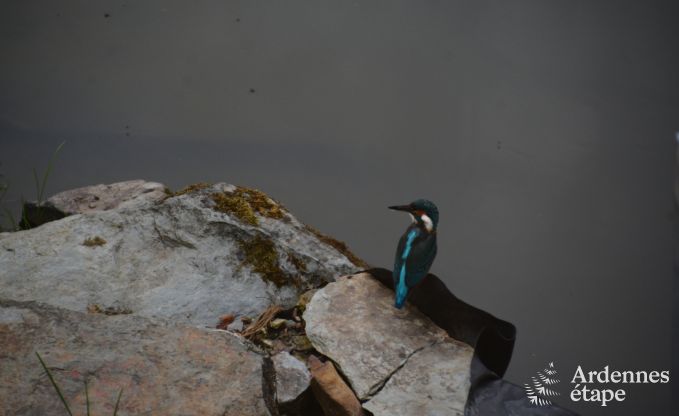 Gemtliches Chalet in Porcheresse mit beheiztem Pool und Platz fr 4 Personen in den Ardennen