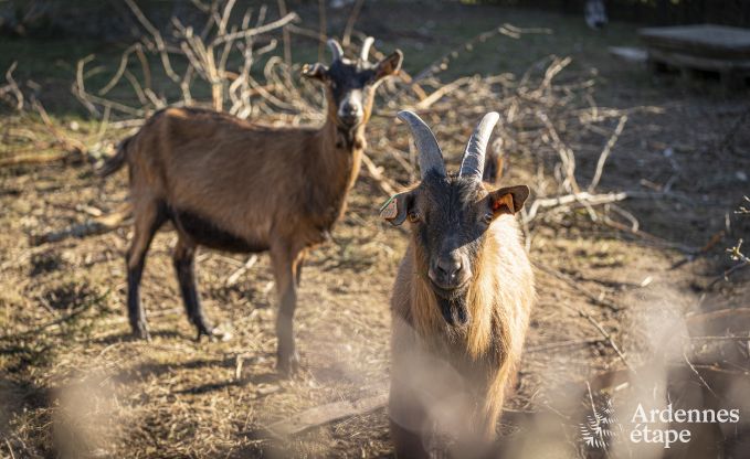 Ferienhaus Raeren 16 Pers. Ardennen Schwimmbad Wellness
