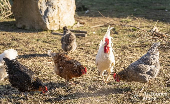 Ferienhaus Raeren 16 Pers. Ardennen Schwimmbad Wellness