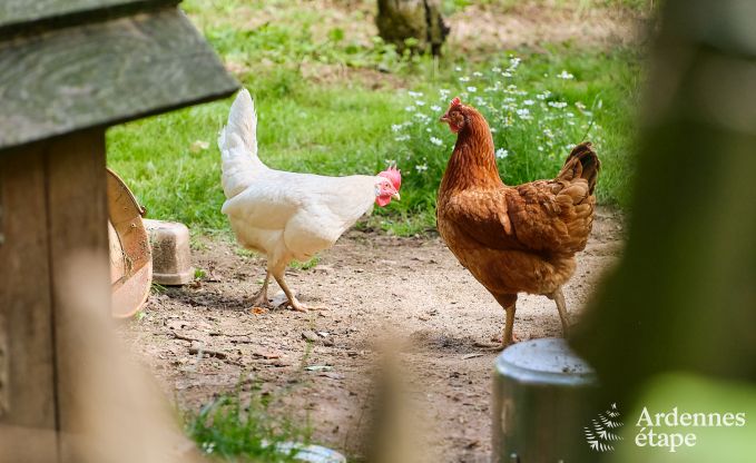 Gem�tliches Ferienhaus f�r 4 Personen in Redu mit Tankuzzi (Whirlpool), �berdachter Terrasse und Privatgarten