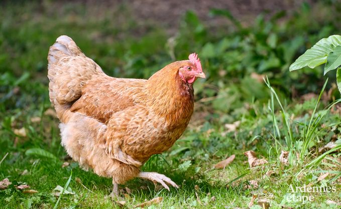 Gem�tliches Ferienhaus f�r 4 Personen in Redu mit Tankuzzi (Whirlpool), �berdachter Terrasse und Privatgarten