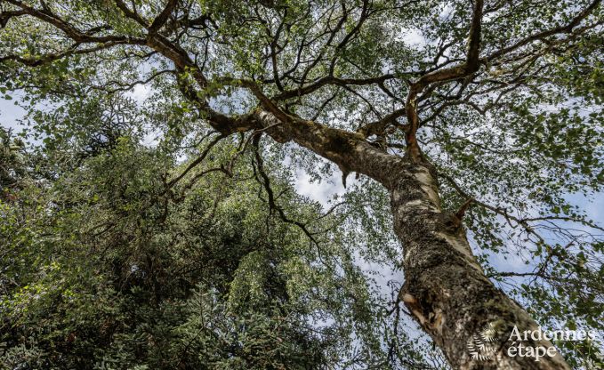 H�bsches Cottage in Redu f�r 4 Personen