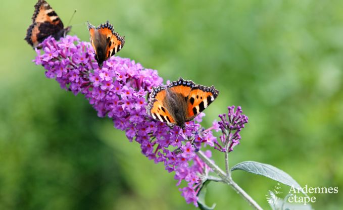 Ferienhaus Redu 15 Pers. Ardennen