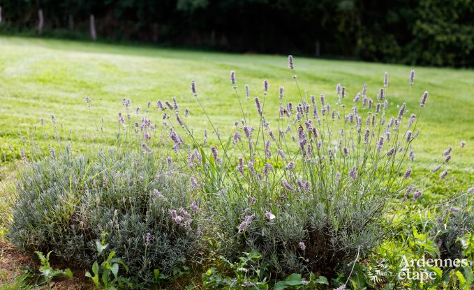 Ferienhaus Redu 12 Pers. Ardennen