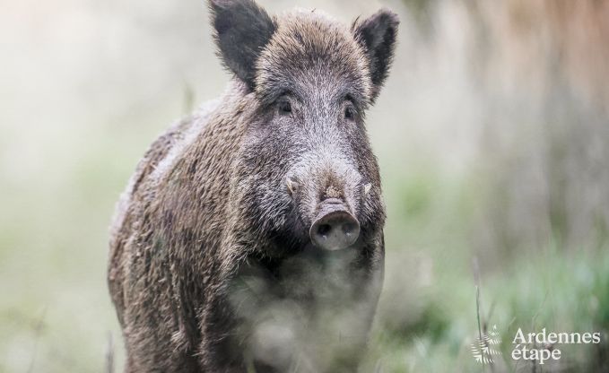 Ferienhaus Redu 24 Pers. Ardennen