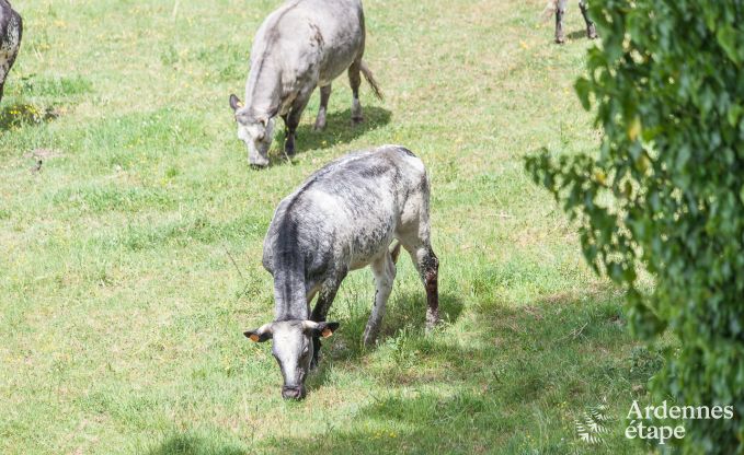 Hundefreundliches Ferienhaus f�r 10 Personen in Rendeux