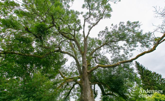 Ferienhaus in Rendeux, Ardennen, 6 Personen, 2 Schlafzimmer, privater Garten, Babyausstattung, Terrasse mit Grill