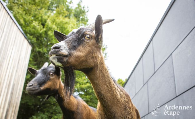 Luxusvilla Rendeux 8 Pers. Ardennen Wellness