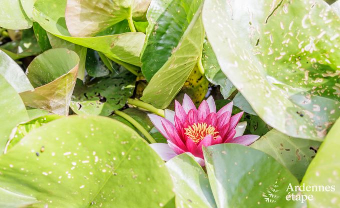 Luxusvilla Rochefort 20 Pers. Ardennen Schwimmbad