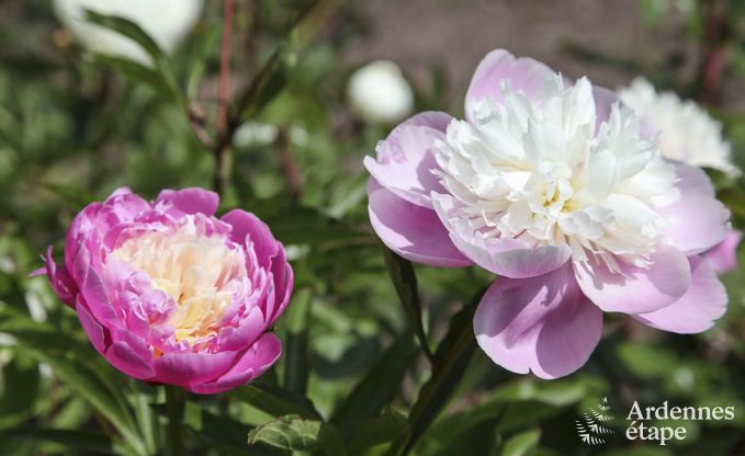 Ferienhaus in Saint-Hubert: Oase der Ruhe f�r 7 Personen in den Ardennen mit privatem Garten und familienfreundlichen Einrichtungen