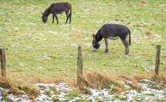 Ger�umiges und komfortables Ferienhaus in Saint-Hubert in den Ardennen f�r 12 Personen mit eigenem Garten und in der N�he von touristischen Aktivit�ten.