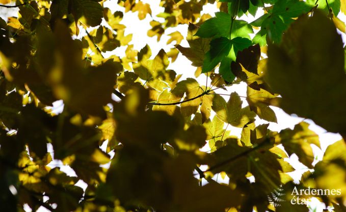 Ferienhaus Saint-Hubert 24/30 Pers. Ardennen Wellness Behinderten gerecht