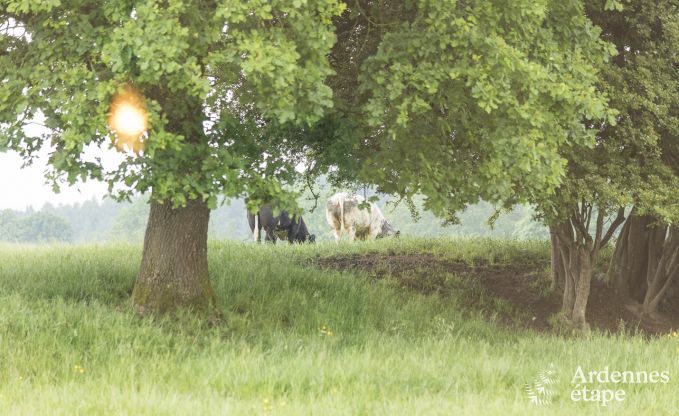 Ferienhaus Saint-Hubert 9 Pers. Ardennen