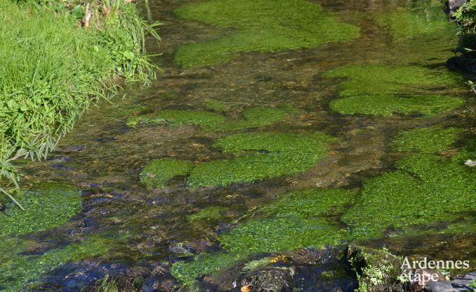 Ferienhaus Saint-Hubert 4 Pers. Ardennen Behinderten gerecht