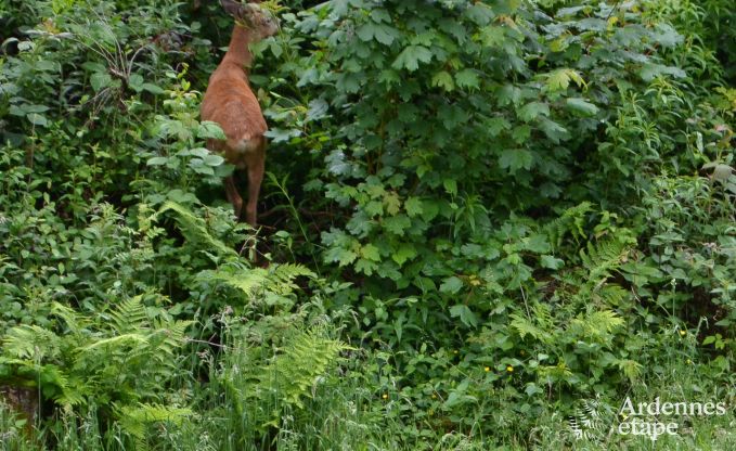 Ferienhaus Saint-Hubert 4 Pers. Ardennen Behinderten gerecht
