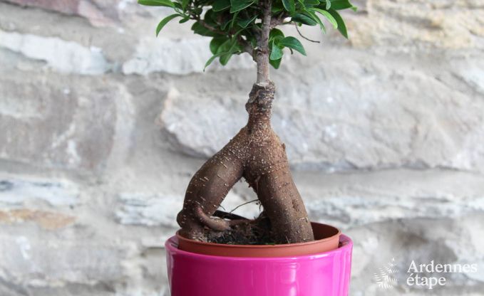 Ferienhaus Saint-Hubert 9 Pers. Ardennen Wellness