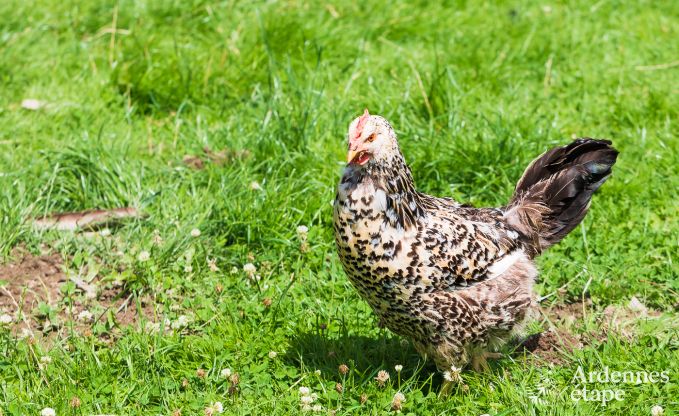 Ferienhaus Saint-Vith 6 Pers. Ardennen