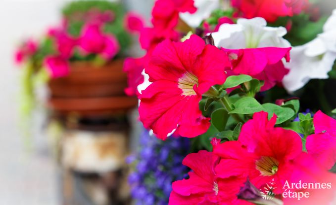 Ferienhaus Sainte-Ode 6 Pers. Ardennen Schwimmbad