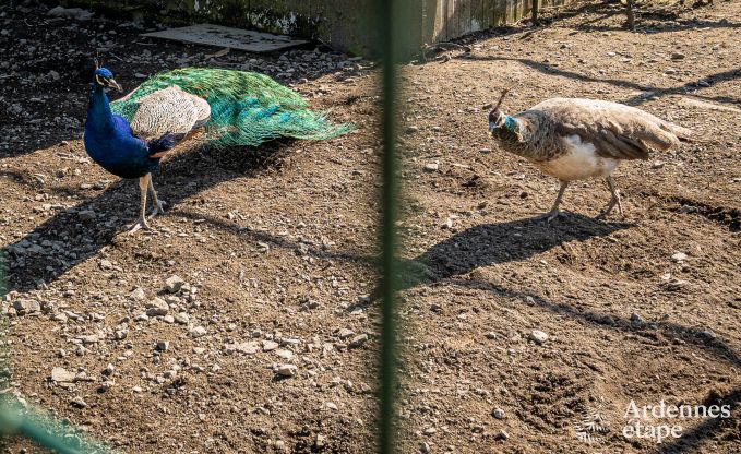 Gem�tliches Familienferienhaus mit Pool in Sainte-Ode, Ardennen