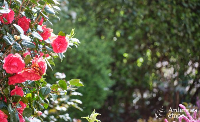 Charmante Ferienunterkunft im Nebengeb�ude eines Schlosses in Sars-la-Bruy�re, Ardennen