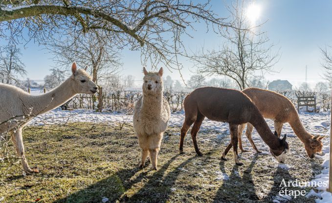 Einzigartiges Schloss in Soiron: luxuriser Aufenthalt fr 14 Personen mit privatem Garten, Spielraum und 5 Schlafzimmern und in der Nhe von Verviers