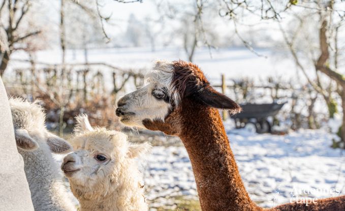 Einzigartiges Schloss in Soiron: luxuriser Aufenthalt fr 14 Personen mit privatem Garten, Spielraum und 5 Schlafzimmern und in der Nhe von Verviers
