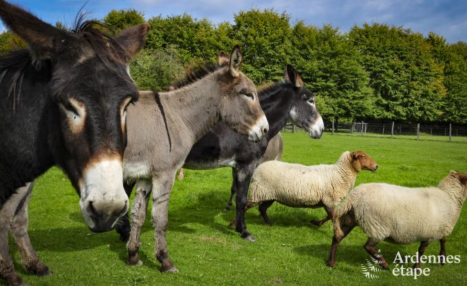 Ferienhaus Sourbrodt 6 Pers. Ardennen