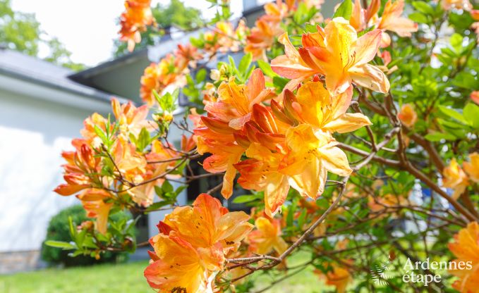 Ferienhaus Spa 20 Pers. Ardennen Schwimmbad Wellness