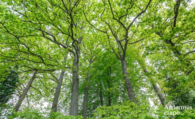 Ferienhaus Spa 15 Pers. Ardennen Schwimmbad Wellness