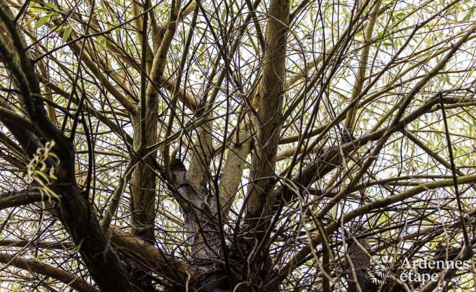 Ferienhaus Sprimont 2/4 Pers. Ardennen Wellness