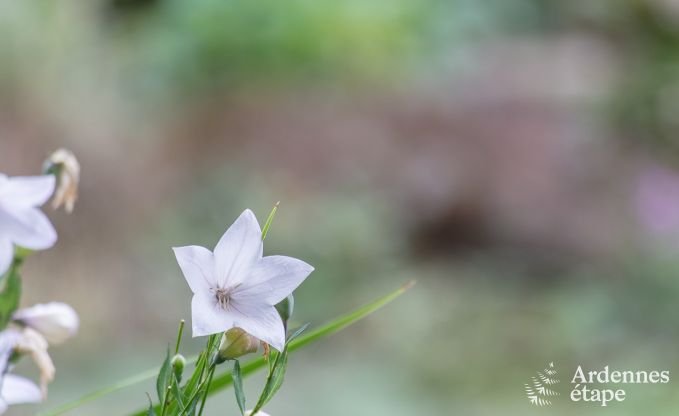 Ferienhaus Sprimont 2/4 Pers. Ardennen Wellness