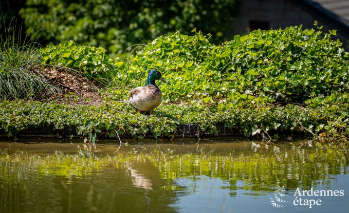 Chalet Stavelot 2 Pers. Ardennen Wellness