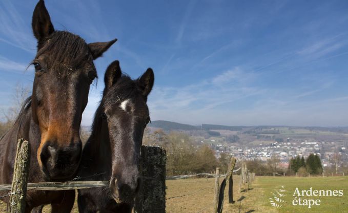 Ferienhaus Stavelot 19 Pers. Ardennen Wellness Behinderten gerecht