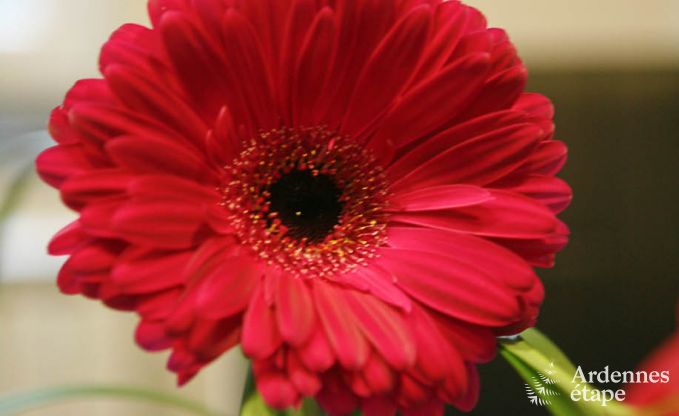 Ferienhaus Stavelot 9 Pers. Ardennen Wellness