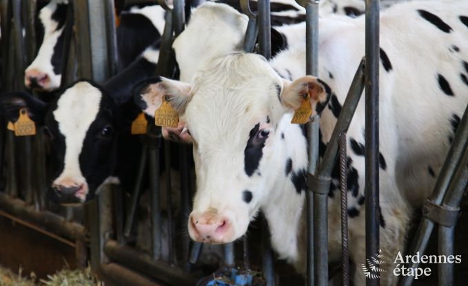 Urlaub auf dem Bauernhof Stavelot 7 Pers. Ardennen Wellness