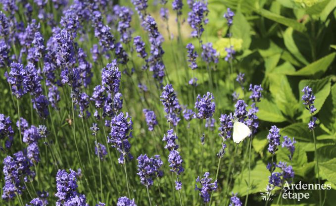 Ferienhaus Stoumont 2/4 Pers. Ardennen