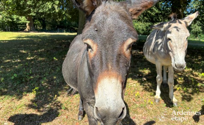Schloss Stoumont 22 Pers. Ardennen Wellness