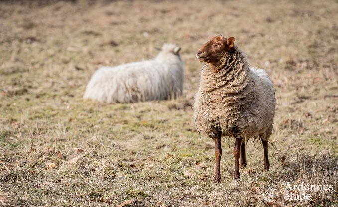 Cottage Tenneville 6/8 Pers. Ardennen