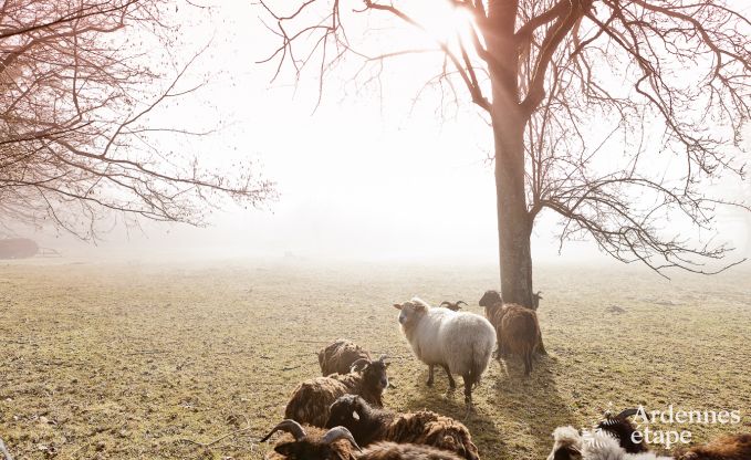 Ferienhaus Theux 8 Pers. Ardennen Wellness